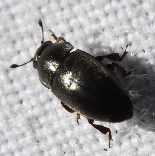 Meligethinae